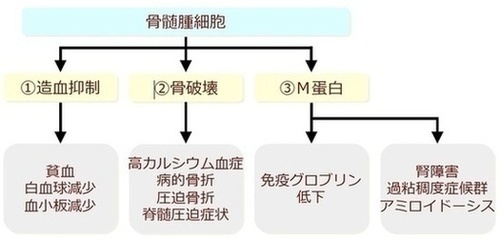 骨髄腫細胞：１．造血抑制→貧血、白血球減少、血小板減少　２．骨破壊→高カルシウム血症、病的骨折、圧迫骨折、脊髄圧迫症状　３．M蛋白→免疫グロブリン低下、腎障害、過年稠度症候群、アミロイドーシス