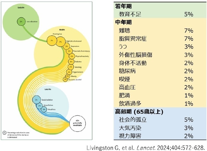 【若年期】教育不足5％【中年期】難聴7％、脂質異常症7％、うつ3％、外傷性脳損傷3％、身体府活動2％、糖尿病2％、喫煙2％、高血圧2％、肥満1％、飲酒過多1％【高齢期（65歳以上）】社会的孤立5％、大気汚染3％、視力障害2％ Livingston G, et al. Lancet. 2024;404:572-628.