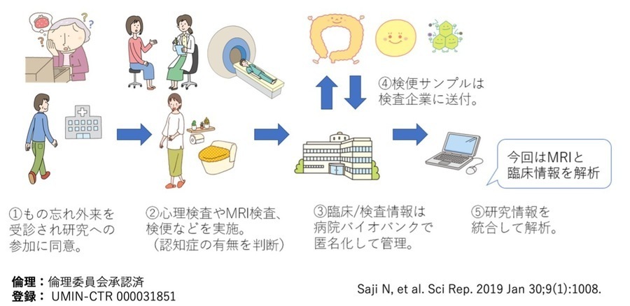 1.もの忘れ外来を受診され研究への参加に同意。2.心理検査やMRI検査、検便などを実施。(認知症の有無を判断)3.臨床/検査情報は病院バイオバンクで匿名化して管理。4.検便サンプルは検査企業に送付。5.研究情報を統合して解析。(今回はMRIと臨床情報を解析)【倫理】倫理委員会承認済み【登録】UMIN-CTR 000031851 Saji N, et al. Sci Rep. 2019 Jan 30;9(1):1008.