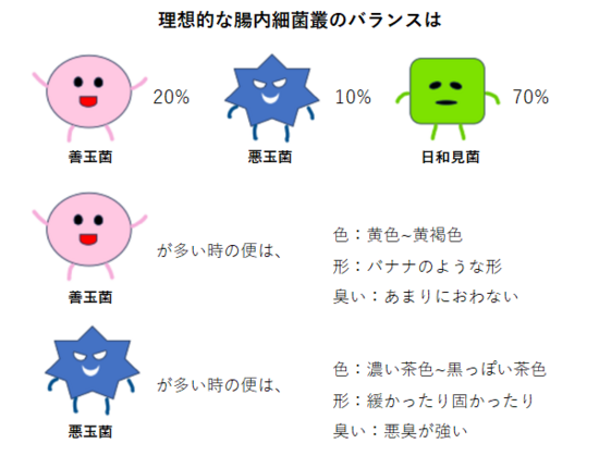 理想的な腸内細菌叢のバランスは、善玉菌20％、悪玉菌10％、日和見菌70％。 善玉菌が多い時の便は、色：黄色から黄褐色。形：バナナのような形。臭い：あまりにおわない。悪玉菌が多い時の便は、色：濃い茶色から黒っぽい茶色。形：緩かったり固かったり。臭い：悪臭が強い。