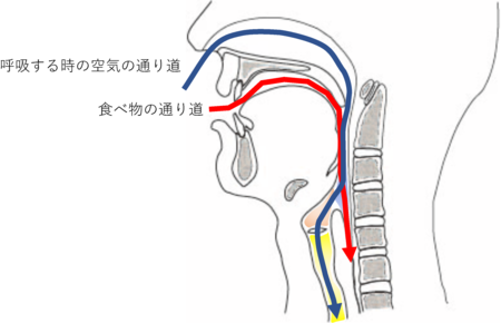 食べ物と呼吸時の空気の通り道