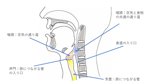 むせに関係するのどの奥の構造画像