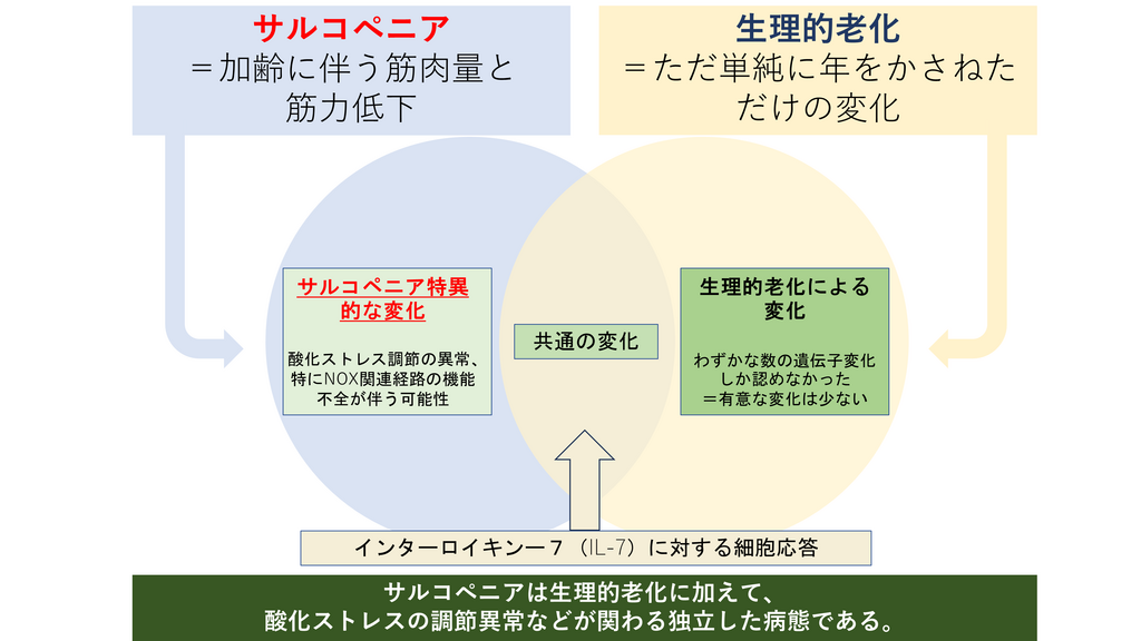 サルコペニア（加齢に伴う筋肉量と筋力低下）→サルコペニア特異的な変化（酸化ストレス調節の情、特にNOX関連経路の機能不全が伴う可能性）/生理的老化（ただ単純に年を重ねただけの変化）→生理的老化による変化（わずかな数の遺伝子変化しか認めなかった＝有意な変化は少ない）。インターロイキン−７（IL-7）に対する細胞応答。サルコペニアは生理的老化に加えて、酸化ストレスの調節異常などが関わる独立した病態である。