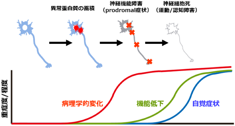 図１.神経変性病態の継時変化