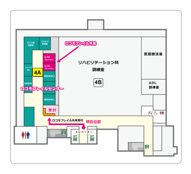 エレベーターを４階で降りるとガラス張りのリハビリテーション科訓練室があります。ロコモフレイル外来受付はリハビリテーション科訓練室の左にあります。診察室は外来受付から順に整形外科1、整形外科2、整形外科3、ロコモフレイル1、ロコモフレイル2と並んでいます。