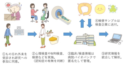 腸内細菌の研究の流れ図