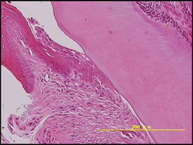 Department of Oral Disease Research