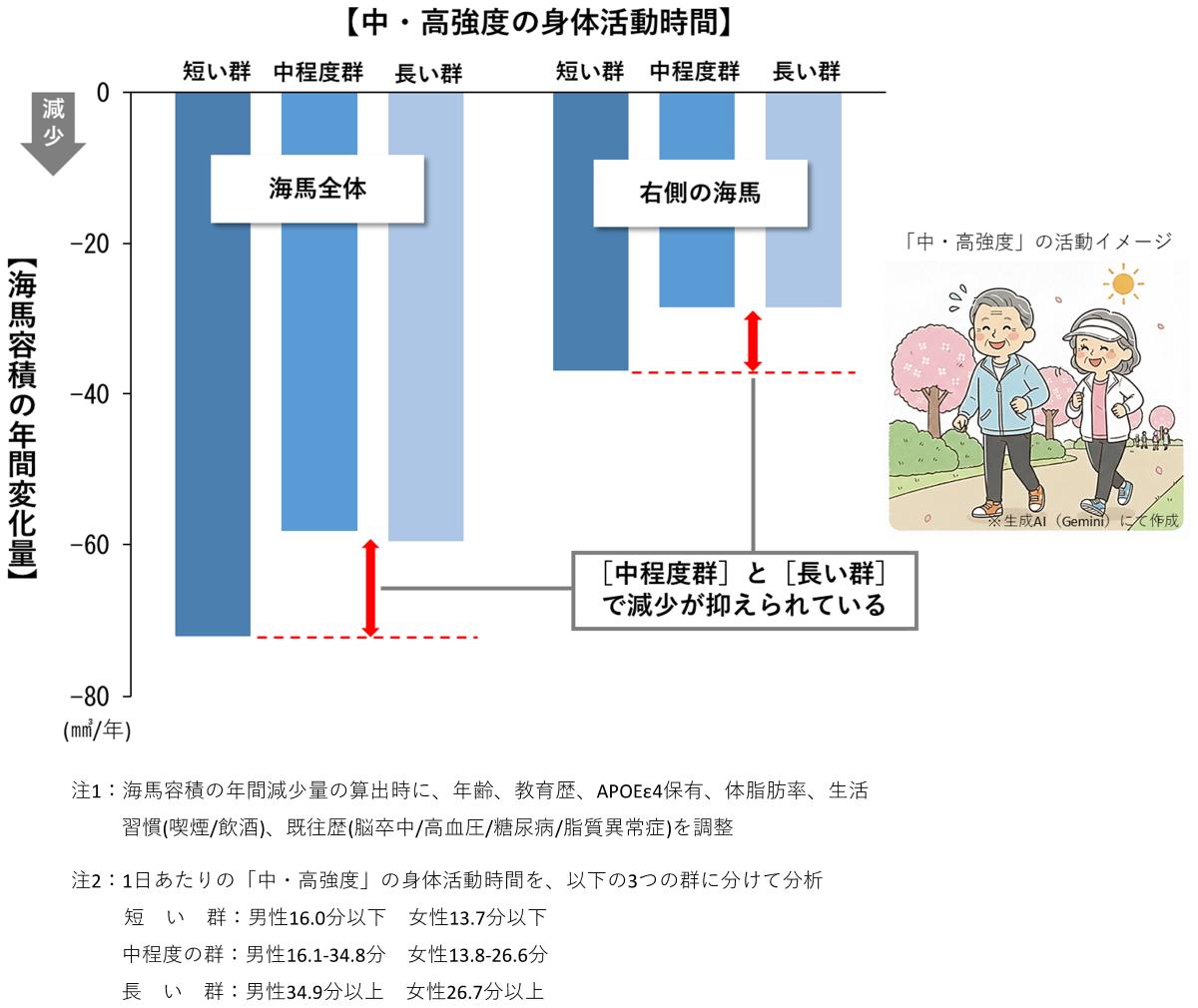 男性における「中・高強度」の身体活動時間と海馬容積の年間変化量との関連を示した図。海馬全体および右側の海馬において中程度群と長い群の海馬容積減少量が少ないことを表している。