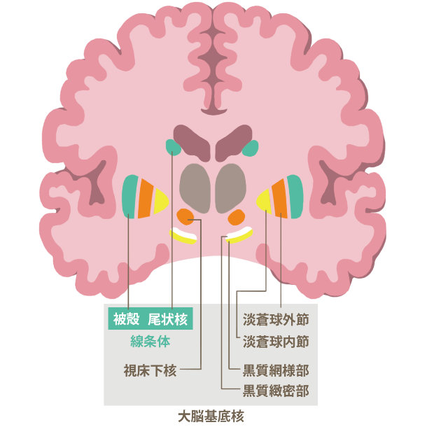 大脳基底核の構造を示したイラスト。 線条体、淡蒼球外節、淡蒼球内節、黒質網様部、黒質緻密部、視床下核からなる。