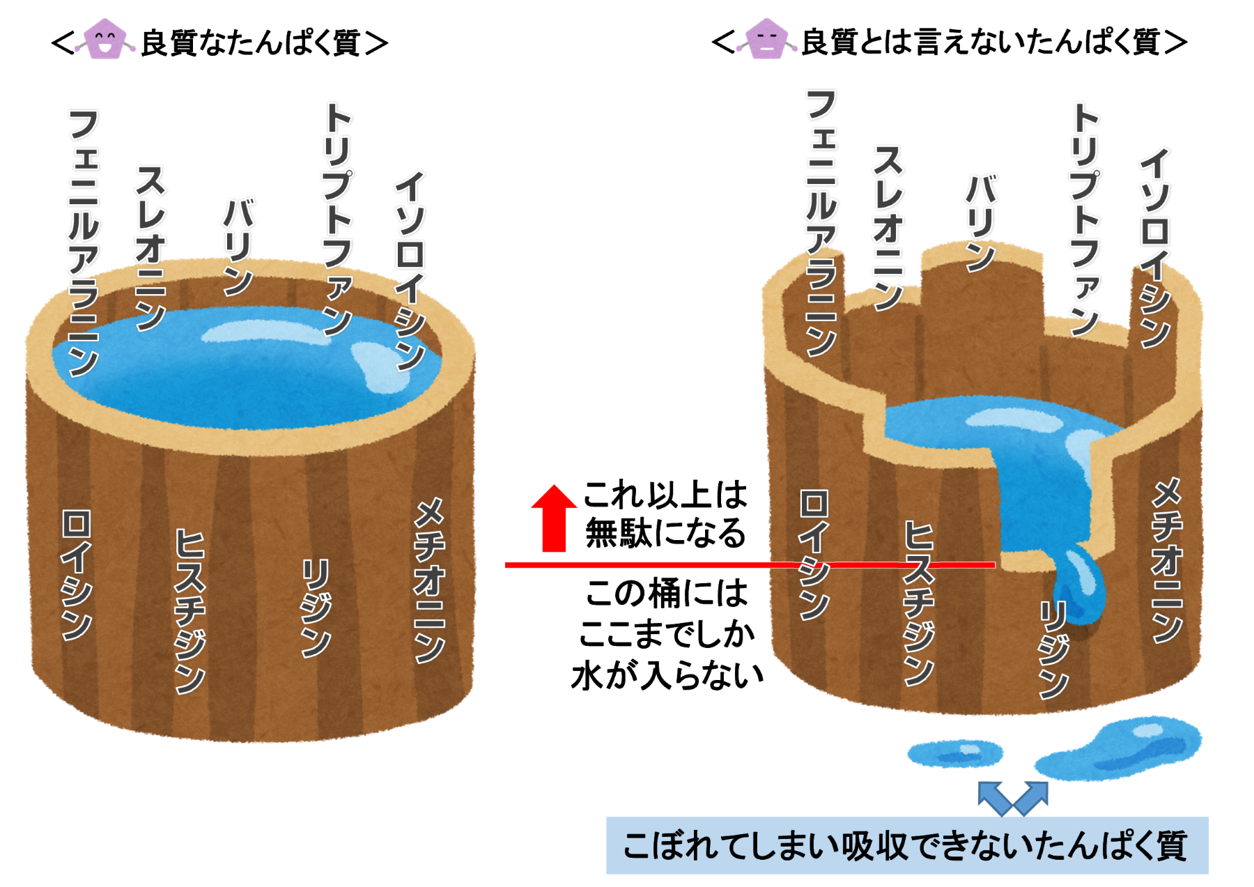 図1：良質なたんぱく質と良質とは言えないたんぱく質の状態を水が満杯の桶と桶が壊れて水がわずかしかない桶を例に示した図。フェニルアラニン、スレオニン、バリン、トリプトファン、イソロイシン、ロイシン、ヒスチジン、リジン、メチオニンが壊れた桶ではどれだけ入れてもこぼれてい吸収できないたんぱく質となってしまうことを表している。