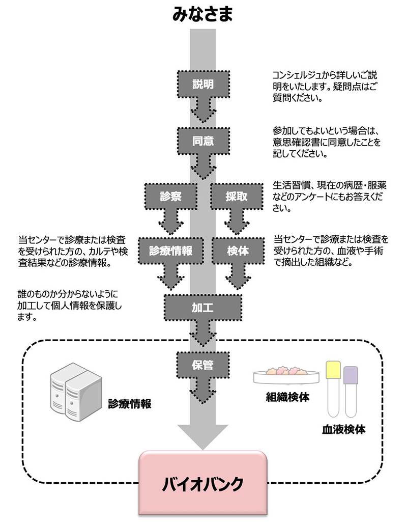 みなさま→説明：コンシェルジュから詳しいご説明をいたします。疑問点はご質問ください。→同意：参加してもよいという場合は、意思確認書に同意したことを記してください。→診察・採取：生活習慣、現在の病歴・服薬などのアンケートにもお答えください。→診療情報・検体：当センターで診療または検査を受けられた方の、カルテや検査結果などの診療情報、血液や手術で摘出した組織など。→加工：誰のものか分からないように加工して個人情報を保護します。→保管：診療情報、組織検体、血液検体→バイオバンク