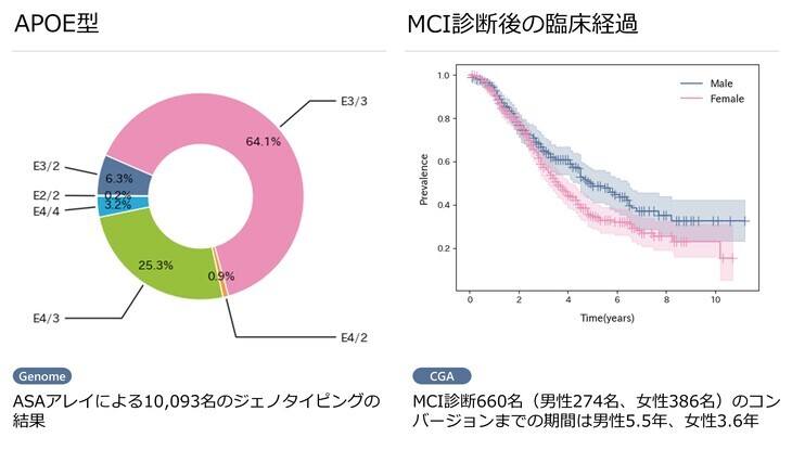 グラフイメージ　APOE型：ASAアレイによる10093名のジェノタイピングの結果、MCI診断後の臨床経過：MCI診断660名（男性274名、女性386名）のコンバージョンまでの期間は男性4.5年、女性3.6年