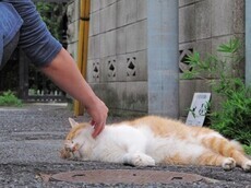 道ばたに横になり通行人になでてもらっている猫の画像