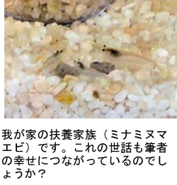 我がやの扶養家族(ミナミヌマエビ)です。これの世話も筆者の幸せにつながっているのでしょうか。