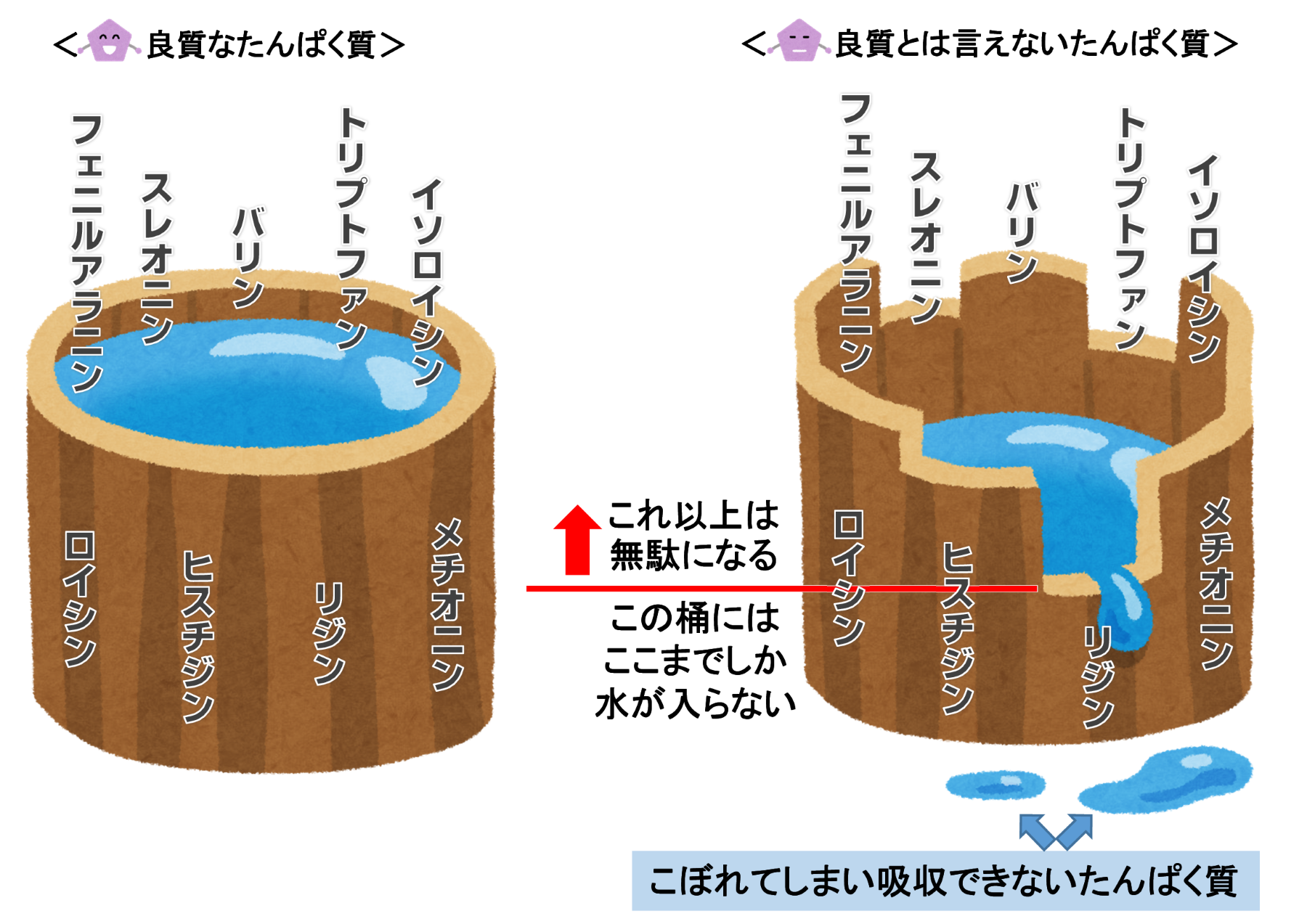 No 44 良質なたんぱく質とは 2 食事ごとのたんぱく質摂取と筋肉量 国立長寿医療研究センター
