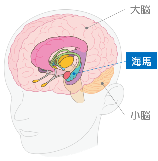 大脳、小脳、海馬の位置を示したイラスト。