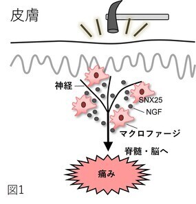 図１ skin-macrophages-snx25