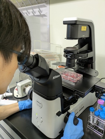 細胞の顕微鏡観察