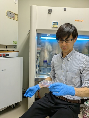 マウスの筋芽細胞を見る研究員