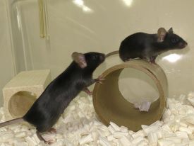 実験動物管理室