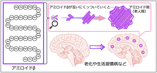 アルツハイマー病の原因であるアミロイドベータペプチドは，脳内で凝集し，アミロイド斑と呼ばれる大きな塊となって蓄積します。