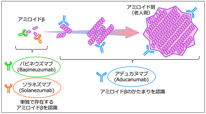 バピネウズマブやソラネズマブは単独のアミロイドベータを認識し，アデュカヌマブはアミロイドベータの小さなかたまりや，より大きなかたまりであるアミロイド斑を認識して結合する。