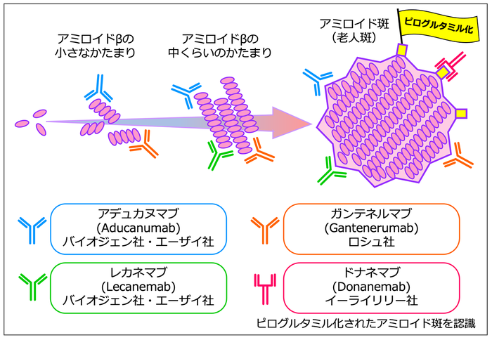 アデュカヌマブに続く抗体医薬として，イーライリリー社のドナネマブ，バイオジェン社とエーザイ社のレカネマブ，ロシュ社のガンテネルマブなどの開発が進められている。ドナネマブは，ピログルタミル化されたアミロイド斑を認識する。