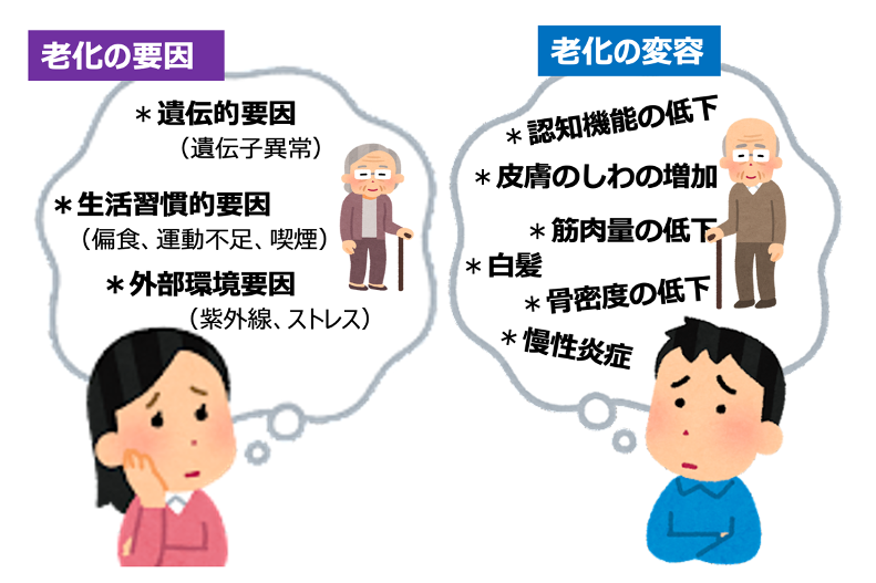 老化の要因には個人の遺伝的要因、生活習慣的要因、外部環境要因があると考えられています。それらが複雑に組み合わさって、認知機能の低下や筋肉量の低下といった一人一人異なった老化の変容がみられます。