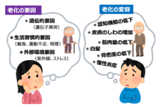 老化の要因には個人の遺伝的要因、生活習慣的要因、外部環境要因があると考えられています。それらが複雑に組み合わさって、認知機能の低下や筋肉量の低下といった一人一人異なった老化の変容がみられます。