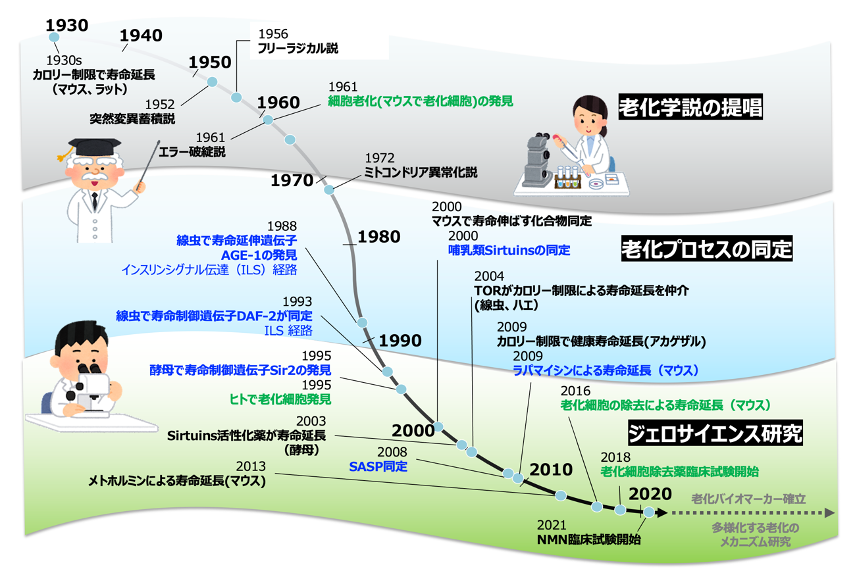 老化研究が注目され始めたのは20世紀に入ってヒトの平均寿命が著しく延伸した頃と同じおよそ100年足らずです。その時期は大きく分けて様々な老化学説が提唱された頃、その後に続く老化プロセスの同定時期を経て、現在のジェロサイエンス研究へとつながる事になります。