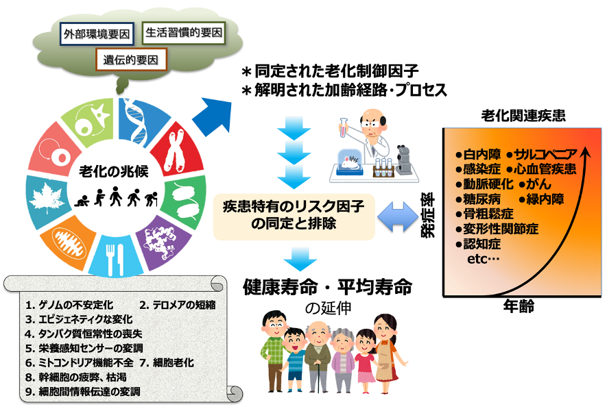 老化のしくみに関する研究の成果が寿命を延ばすことや老化を制御することに役立つことに加えて、実際に高齢者が苦しむ多くの疾患から身を守ることに役立てられないかという考えでジェロサイエンス研究が生まれました。