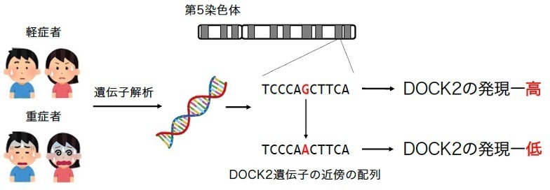 COVID-19 sevierity and DOCK2 polymorphism