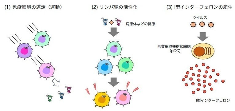 Role of DOCK2 in immune cells.