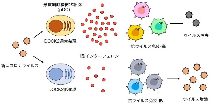 Type I interpheron and anti-virus immunity.