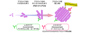 アルツハイマー病の新しい治療薬ドナネマブについて，中編。