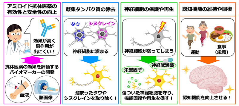 アルツハイマー病の予防と治療に向けた今後の課題と展望として，まず，アミロイド抗体医薬の有効性を上げ，副作用やコストを抑えるような改良が望まれる。さらに，アミロイドベータだけでなく，脳に溜まる他の凝集タンパク質である，タウやシヌクレインを除去する方法の開発，そして，凝集タンパク質を除去に加えて，神経細胞の保護や再生を促す薬剤の開発も重要である。また，食事や運動などの介助的な療法による健康状態の維持に関する研究も，認知症の予防と治療法開発には必要である。