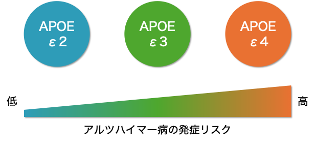 アルツハイマー病の発症リスクの図]