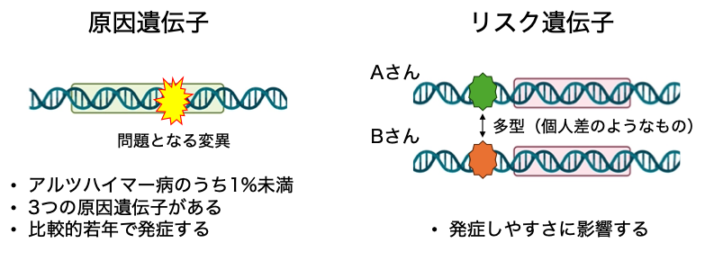 原因遺伝子とリスク遺伝子の図