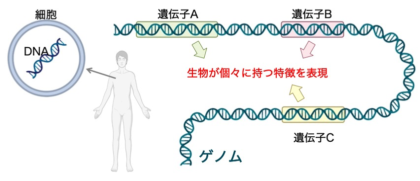 ゲノム中に複数の遺伝子がある様子