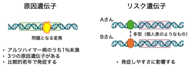 原因遺伝子とリスク遺伝子の図