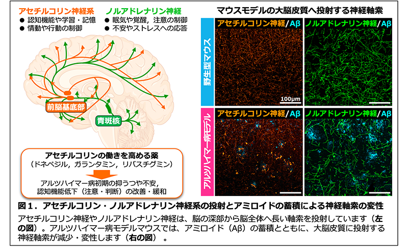 図1。アセチルコリン・ノルアドレナリン神経系の投射とアミロイドの蓄積による神経軸索の変性 アセチルコリン神経やノルアドレナリン神経は、脳の深部から脳全体へ長い軸索を投射しています。アルツハイマー病モデルマウスでは、アミロイドの蓄積とともに、大脳皮質に投射する神経軸索が減少・変性します。