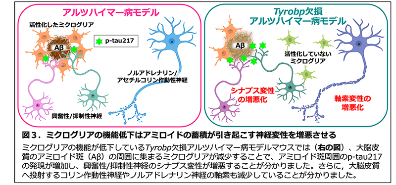 図3。ミクログリアの機能低下はアミロイドの蓄積が引き起こす神経変性を増悪させる。ミクログリアの機能が低下しているTyrobp欠損アルツハイマー病モデルマウスでは、大脳皮質のアミロイド斑の周囲に集まるミクログリアが減少することで、アミロイド斑周囲のp-tau217の発現が増加し、興奮性/抑制性神経のシナプス変性が増悪することが分かりました。さらに,大脳皮質へ投射するコリン作動性神経やノルアドレナリン神経の軸索も減少していることが分かりました。