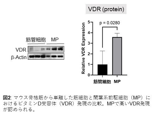 図２：マウスの骨格筋から単離した間葉系前駆細胞ではビタミンD受容体が高発現している。
