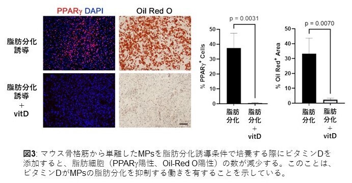 図３：間葉系前駆細胞の脂肪細胞分化はビタミンDで阻害される。