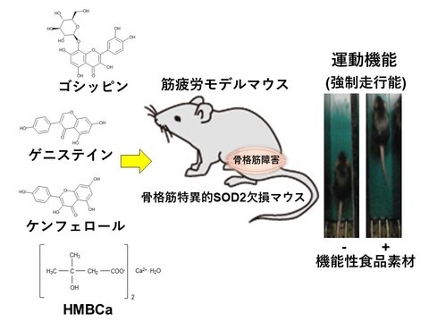 筋疲労モデルマウスを用いた運動機能改善作用を有する機能性食品素材の探索