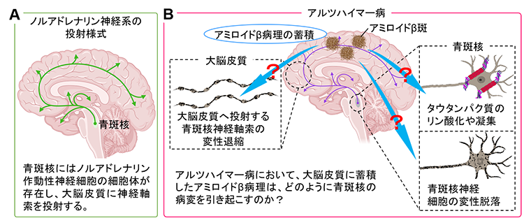 YS_figure1