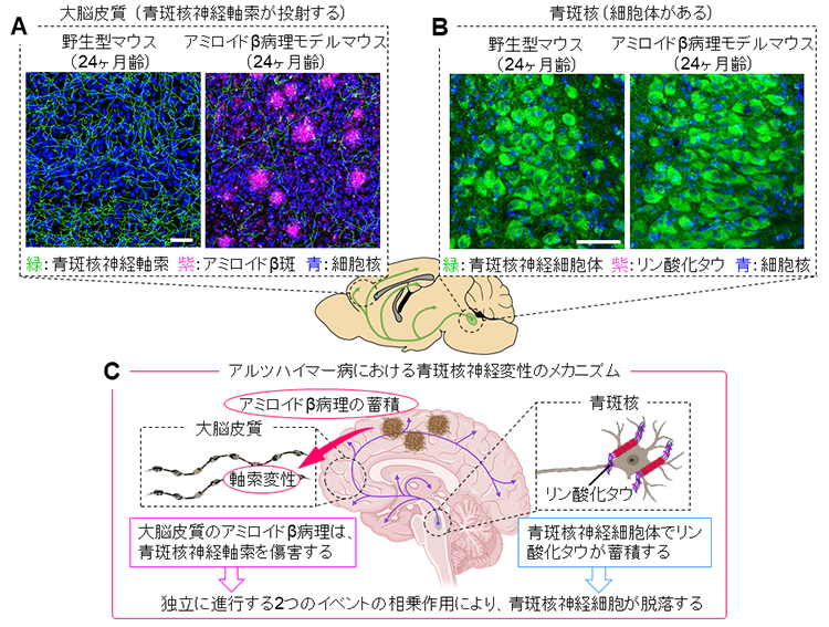 YS_figure2