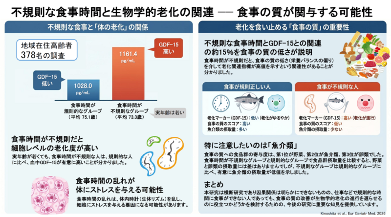 GDF-15平均値は規則的群1028pg/mL、不規則群1161.4pg/mLで不規則群が高いのに対し、実年齢平均値は規則的群75.1歳、不規則群73.3歳と不規則群のほうが若い。食事時間が不規則だとGDF-15が高値を示すという関係の約15%を食事の質の低さが説明しており、とくに魚介類の摂取が少ないことが食事の質の低さに関連する可能性がわかった。