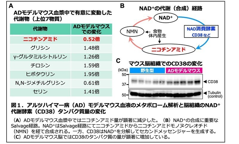 アルツハイマー病モデルマウスの血液メタボローム解析の結果リストと脳組織でのウェスタンブロット。結果の詳細は本文中に記載。
