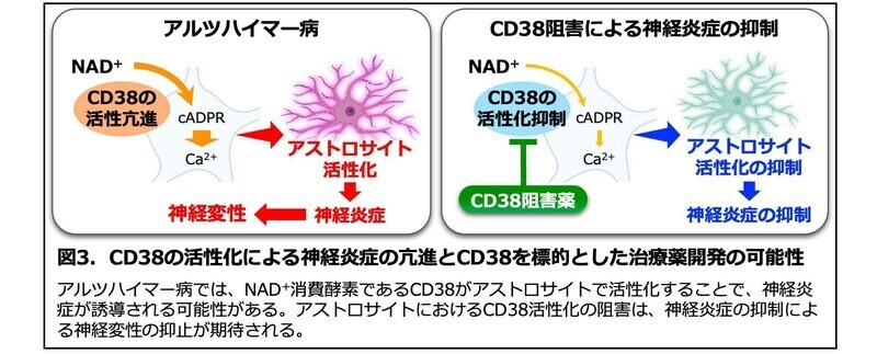 アルツハイマー病では、NAD+消費酵素であるCD38がアストロサイトで活性化することで、神経炎症が誘導される可能性がある。アストロサイトにおけるCD38活性化の阻害は、神経炎症の抑制による神経変性の抑止が期待される。
